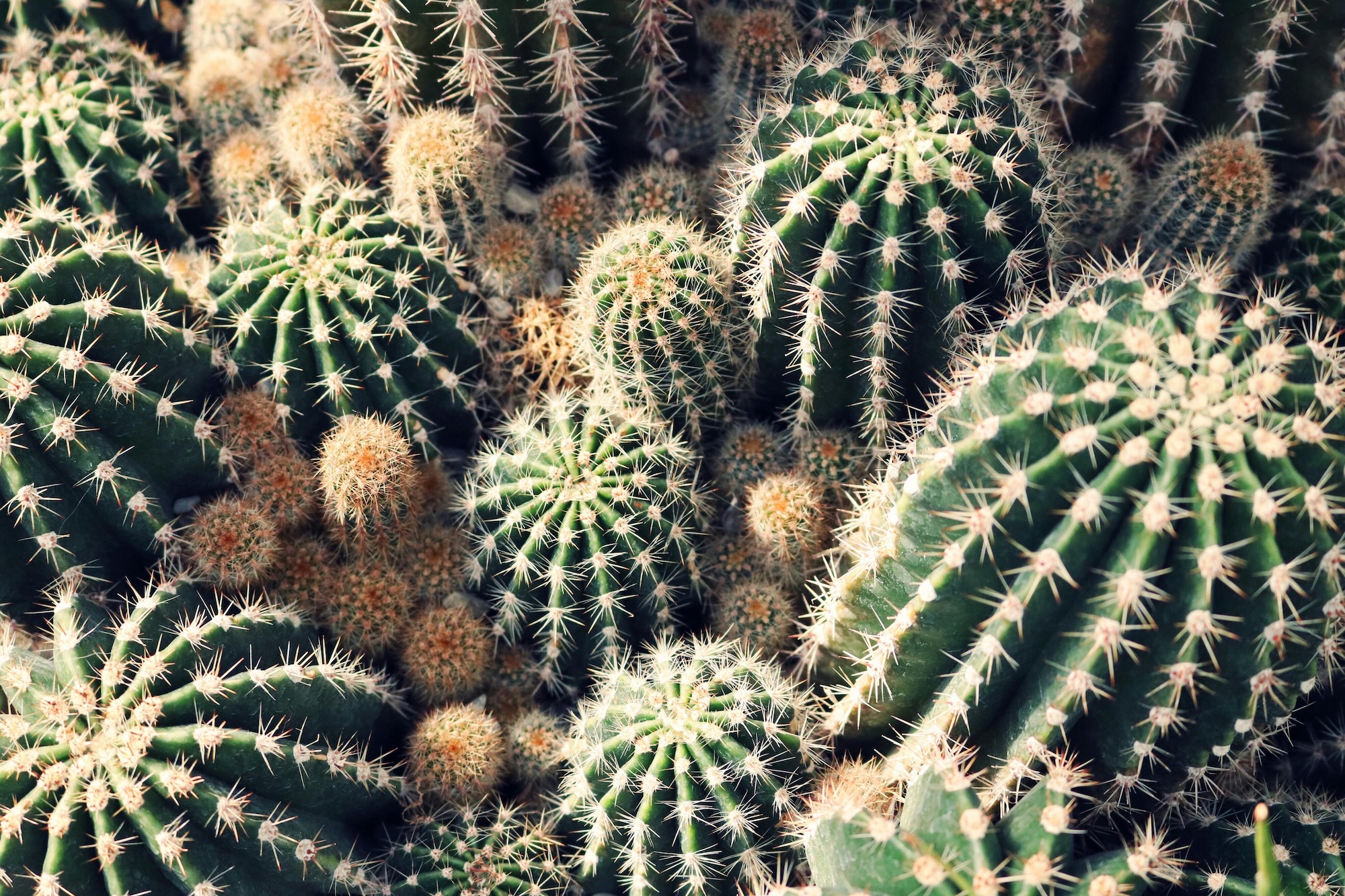 Palm Spring Plants
