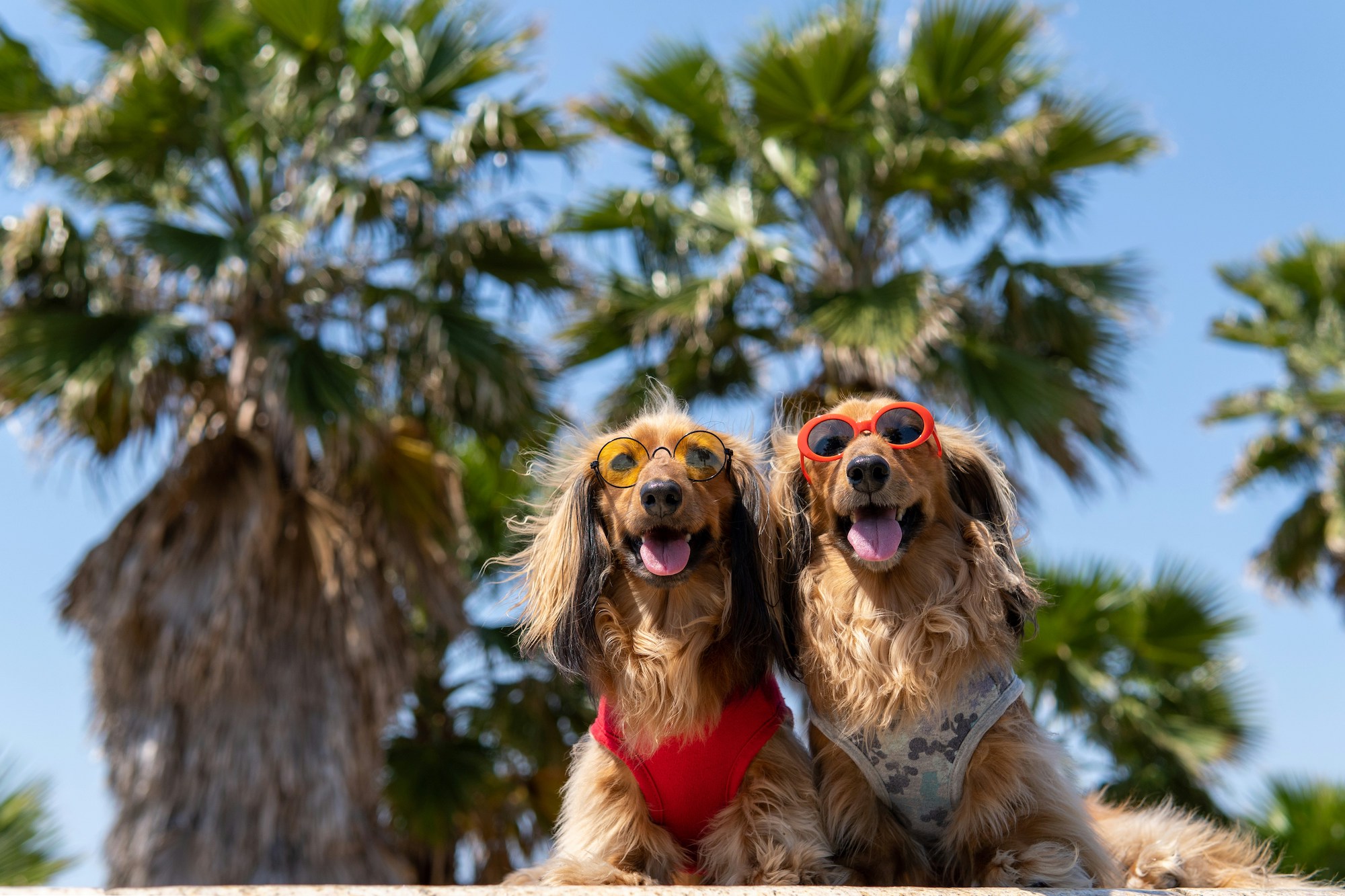 Palm Springs Pet Friendly